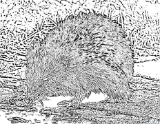 hedgehog Margotzeko Orri Inprimagarriak